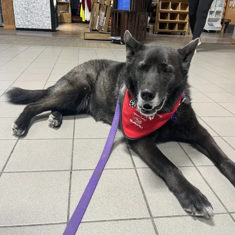 The image features Feddie, a st. john ambulance therapy dog.